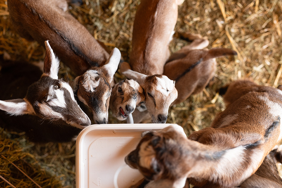 Cards A ‘grande’ vision: The perfect home base for diversity and happy goats