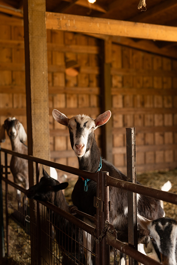 Cards A ‘grande’ vision: The perfect home base for diversity and happy goats