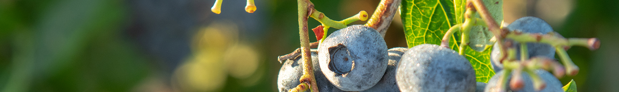 Ag Outlooks Header- Blueberries