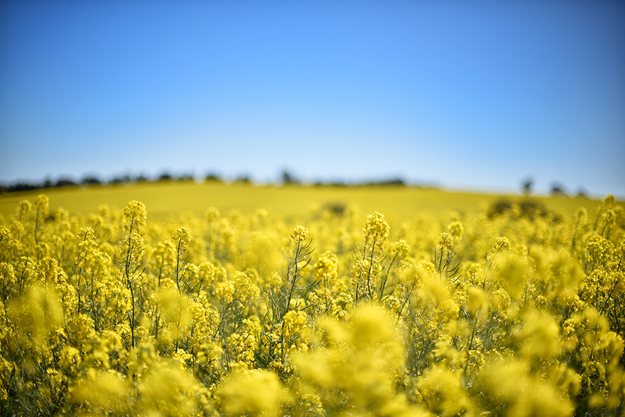 Canola field