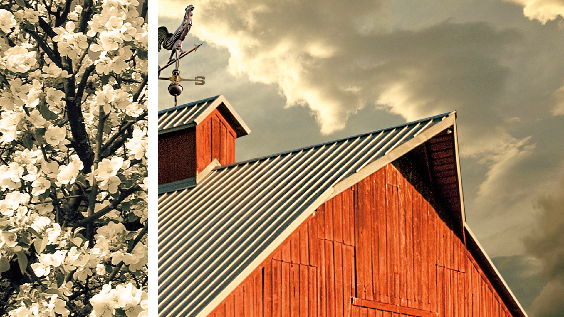 Cherry Blossoms and Barn