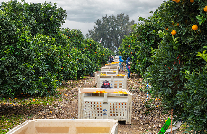 cards Spotlight: U.S.–Mexico–Canada agricultural trade