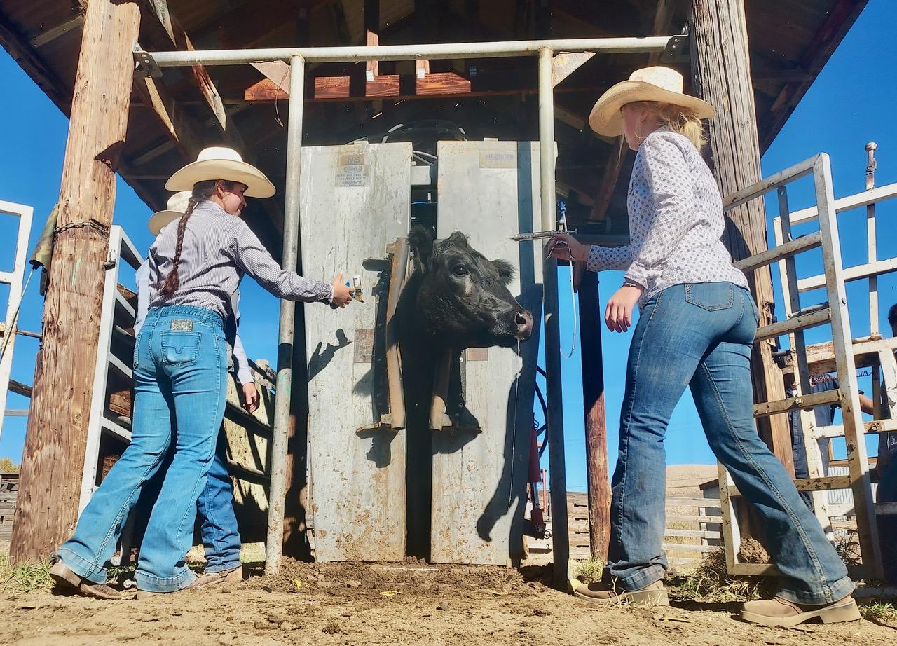 Livestock Memorial Research