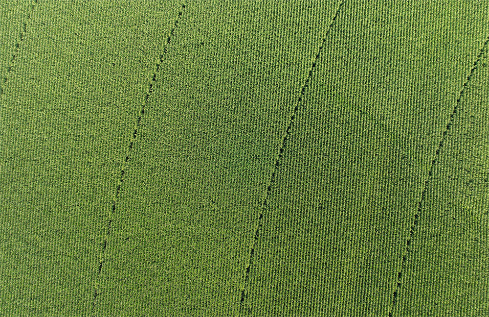 Corn Aerial