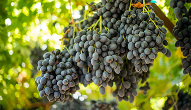 380x220_16_09_29_Farm_Credit_West-1062