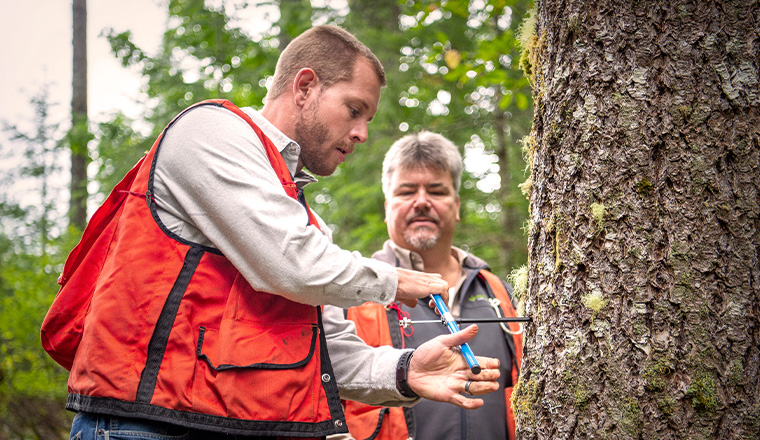 chad gilbreath timber guys sample tree