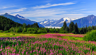 A field of flowers with mountains in the distance