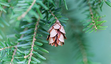 Hemlock Cone Micro 380x220
