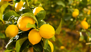 Lemons on branch close up