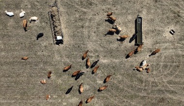 A herd of beef cattle