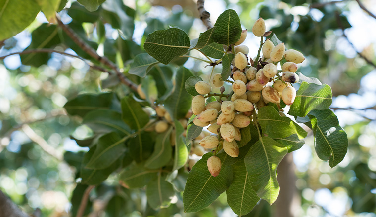 cards California Ag Outlook
