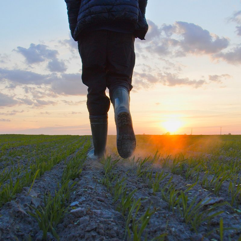 boots walking Boots walking on a row of crops during the sunset