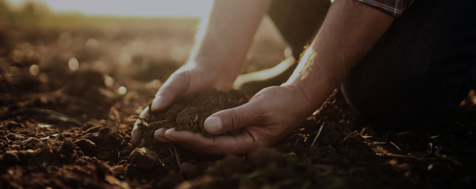 carouselbanner hands in soil