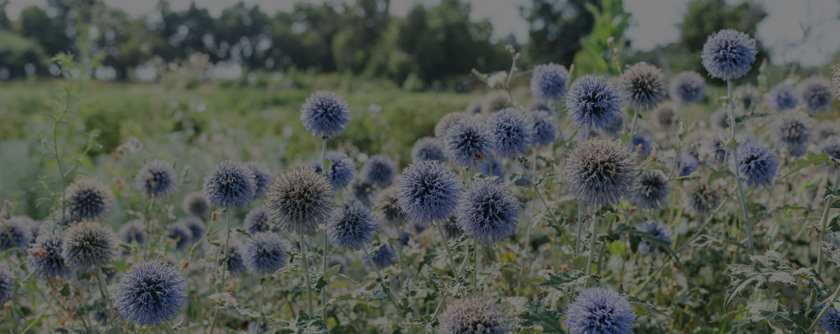 carouselbanner purple puff flowers