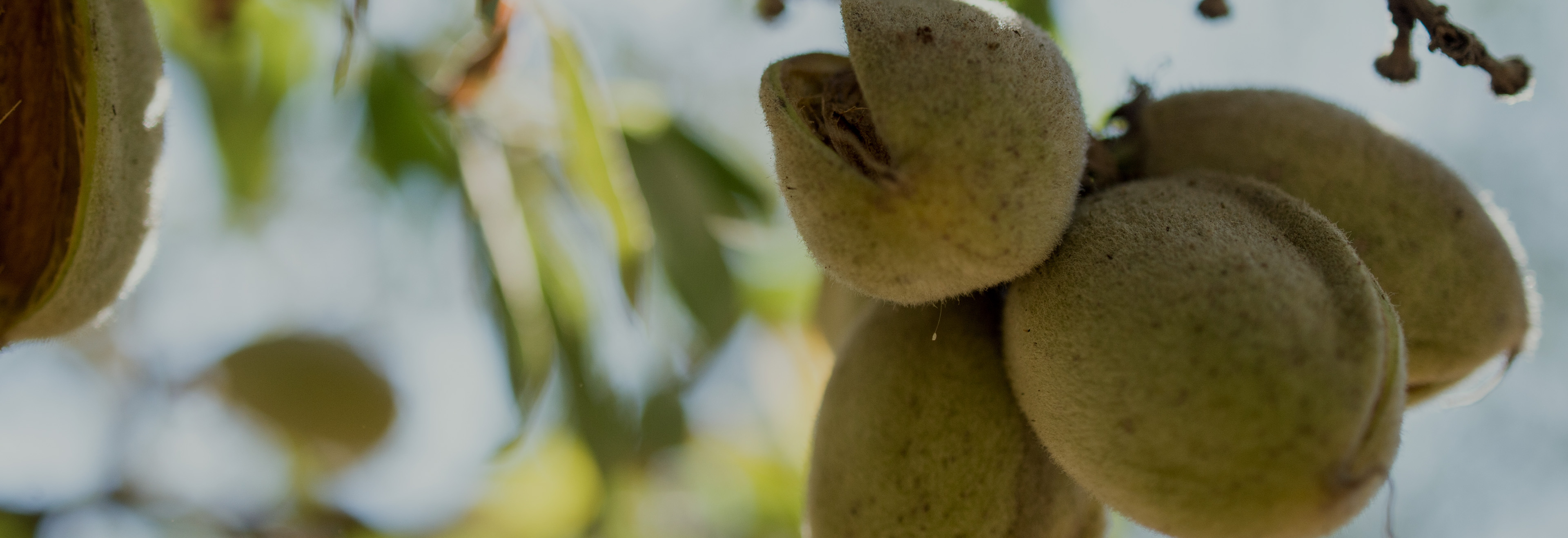 Almond Tree Fruit