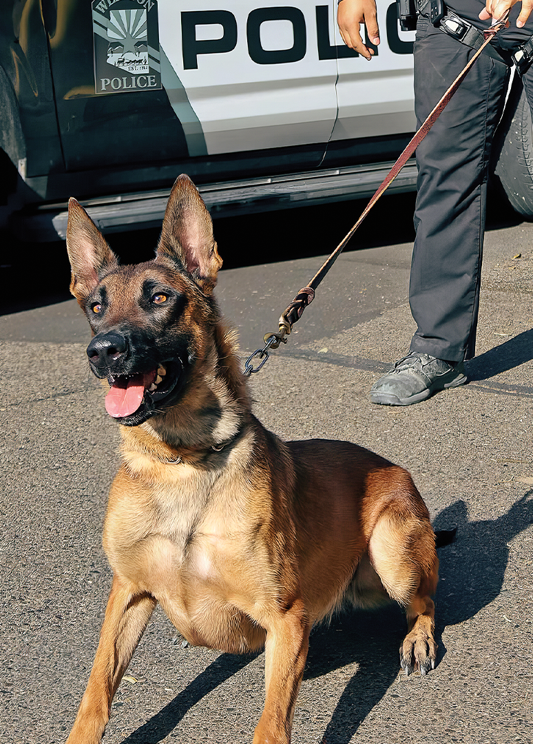 Cards Small town, big impact: Wellton’s K-9 Unit protects the community