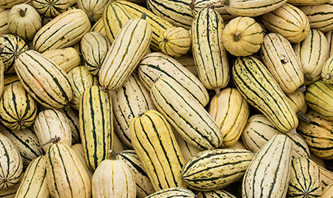 Yellow squash